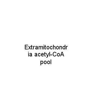 Extramitochondria acetyl-CoA pool